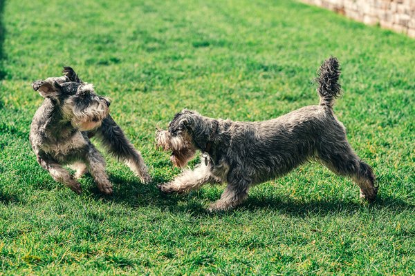 What are the signs of dental disease in a Miniature Schnauzer and the best prevention strategies?