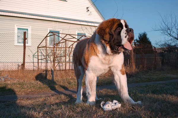 Can you effectively crate train an adult Saint Bernard?