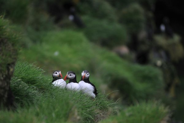 How do UK's controlled burns in heathlands support the conservation of ground-nesting birds?