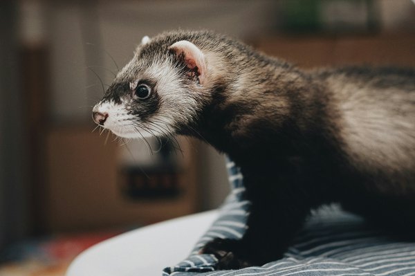 How to train your pet ferret not to bite during playtime?